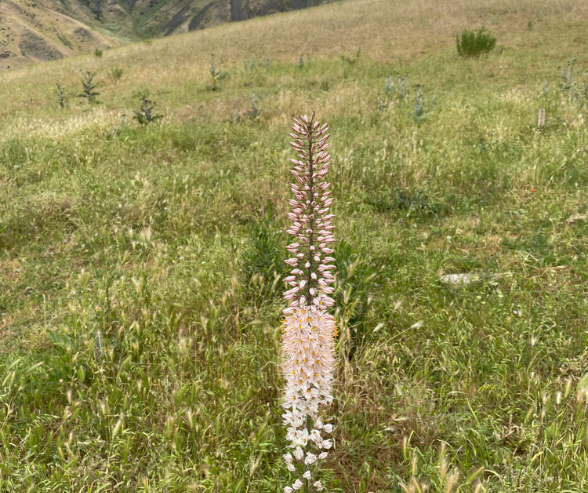 Kyrgyzstan Foxtail Lily